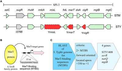 Transcriptional regulator MarT negatively regulates MarT-regulated motility gene I, a new gene involved in invasion and virulence of Salmonella enterica